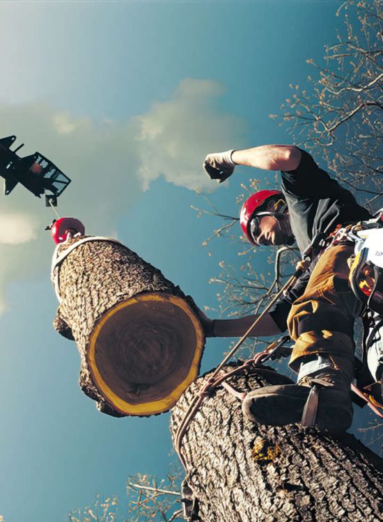 Evergreen-Tree-Service-in-Largo-Tampa-St-Pete